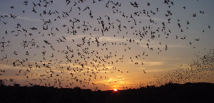 Bat Flight